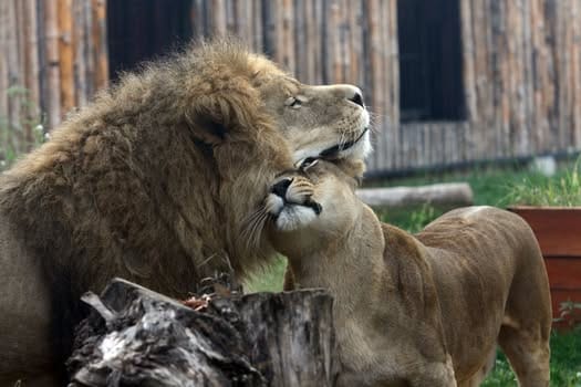 523359730 1074300008211036 2095187787913085208 n