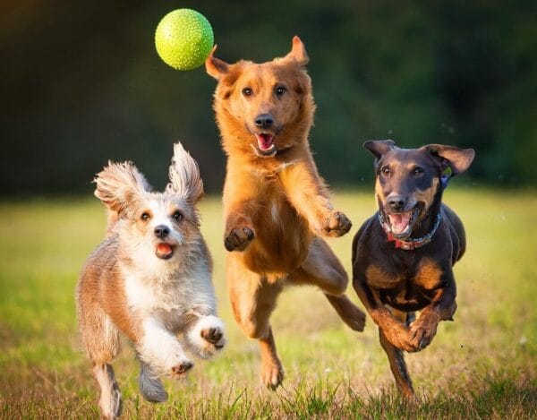 Firefly funny 3 dogs jump toghether with a ball 17865 e1759412929242