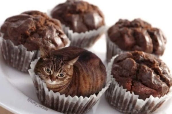 20 februarie - Ziua iubirii față de animalele de companie, dar și ziua brioșelor 7 muffin
