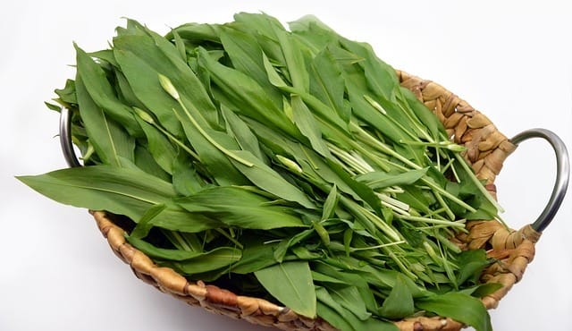 bears garlic 6198604 640
