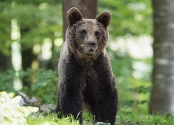 Tragedie pe Transfăgărășan: Turist italian ucis de ursoaică, măsuri stricte anunțate 4 ge804618a55b4428e7091f58601d2cc1450f696e3055de347ebb249048578133157bd9d123fd9cb7fdf0f727a76a14c8ec32e78455c0da1c5b6ee99e8f9f6492f 1280 8275920 e1752766383156