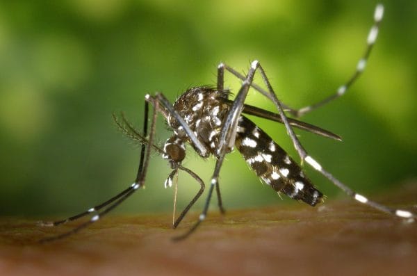 tiger mosquito mosquito asian tigermucke sting 86722 86722 e1752577995957