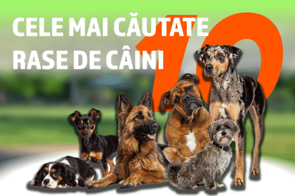 RASE DE CAINI scaled e1754556431134