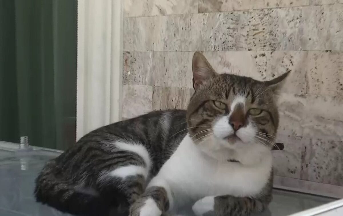 Aslan motanul din Vama Veche care ii ghideaza pe turisti la cumparaturi a devenit viral pe retelele social. sursa foto Tiktok 1