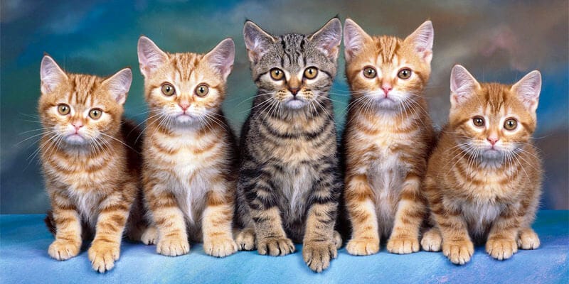 boli ereditare pisici