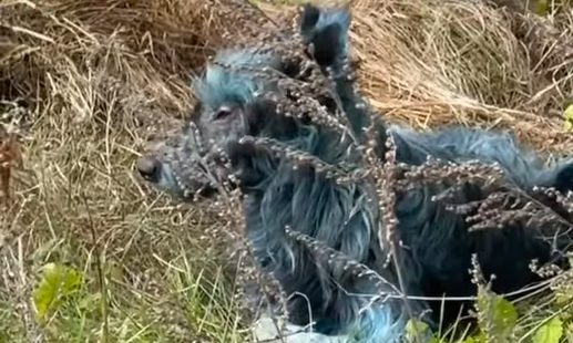 Câinii albaștri de la Cernobîl – explicația științifică a fenomenului