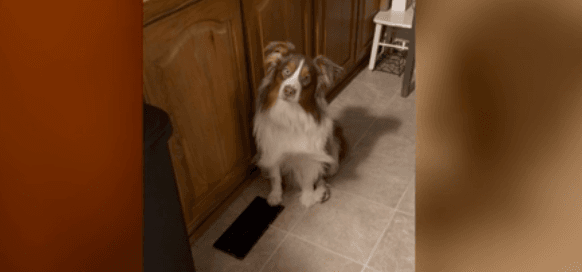 Cățel simpatic stând deasupra unei guri de aerisire