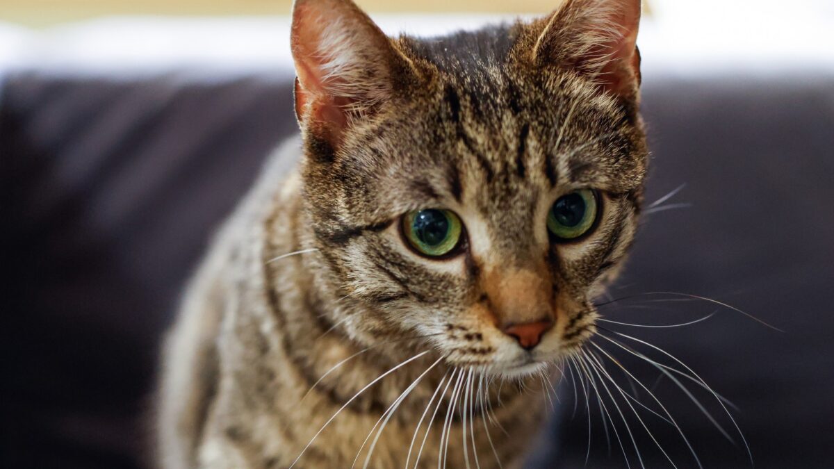 Leia, pisica de la Ministerul Mediului