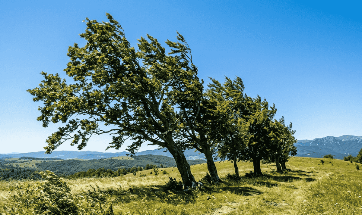 Alertă Vânt Puternic România