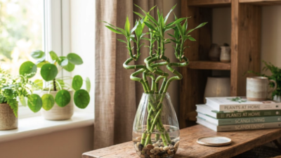 Dracaena Sanderiana (Bambusul norocos / Lucky Bamboo)